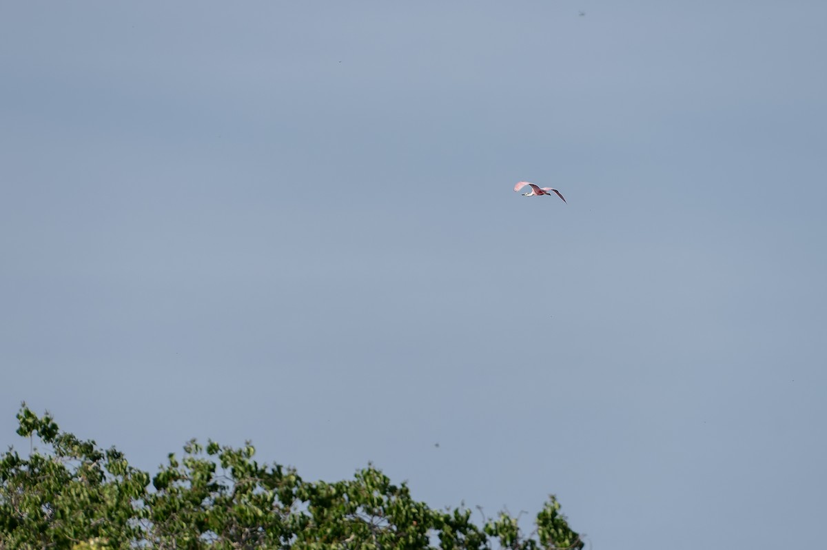 Roseate Spoonbill - ML659626314