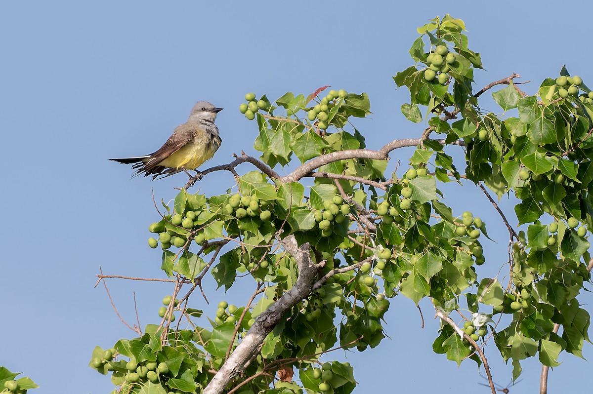 Western Kingbird - ML659626331