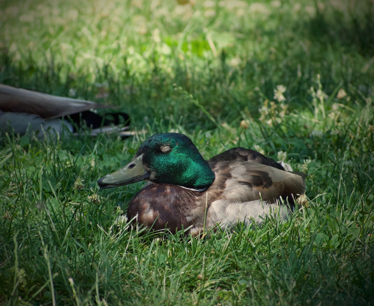 Mallard - ML659626475