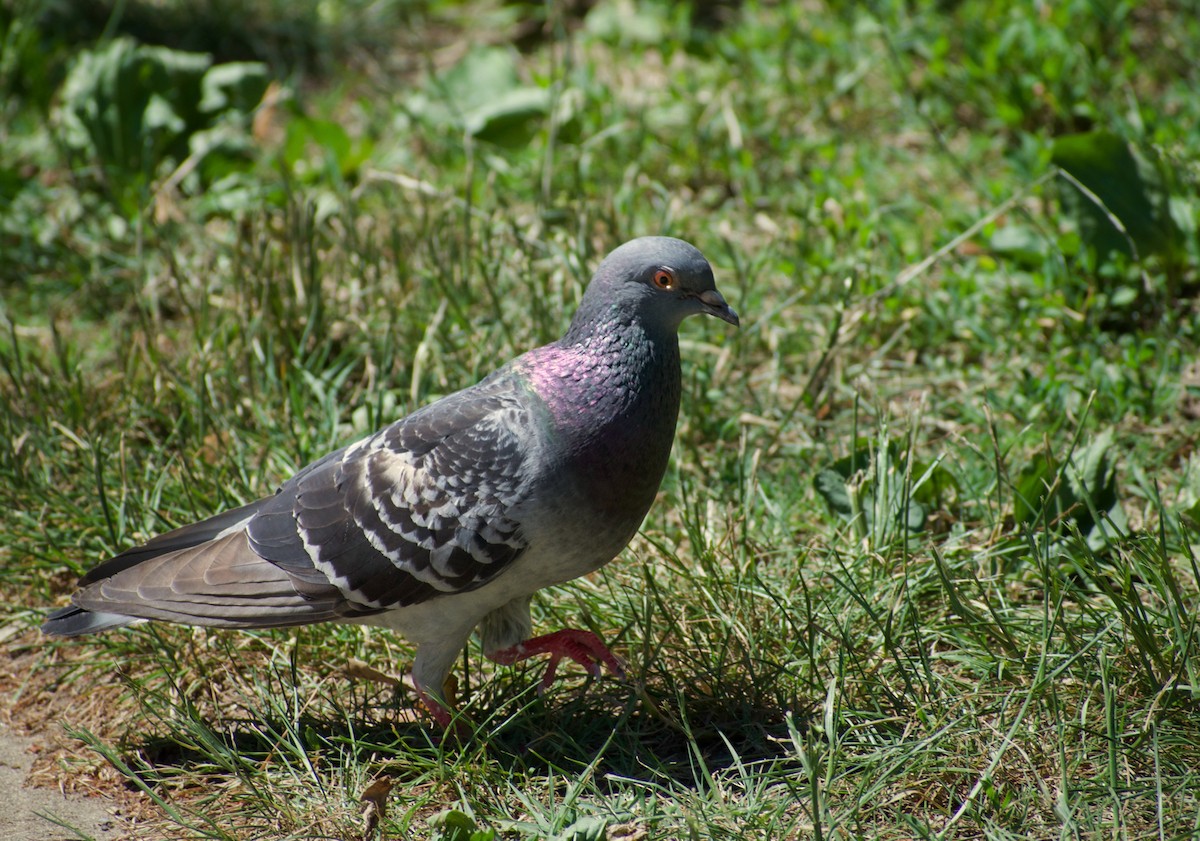 Rock Pigeon (Feral Pigeon) - ML659626485