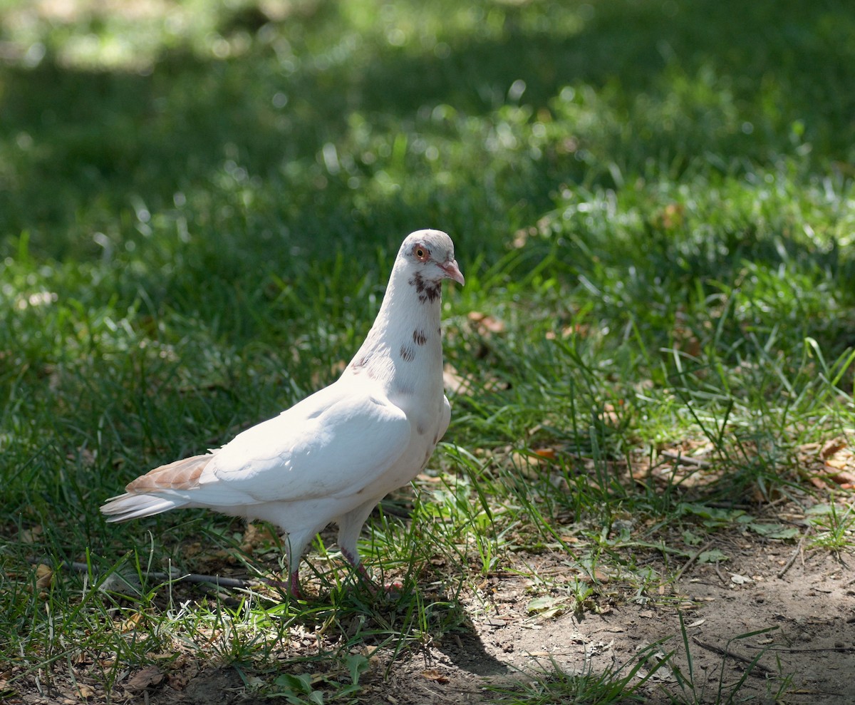 Rock Pigeon (Feral Pigeon) - ML659626488