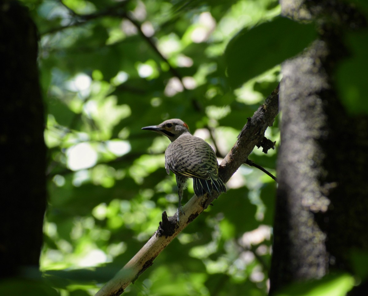 Northern Flicker - ML659626504