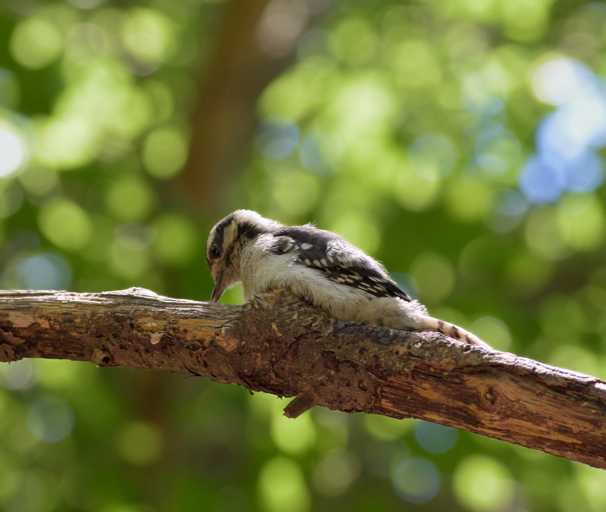 Downy Woodpecker - ML659626526