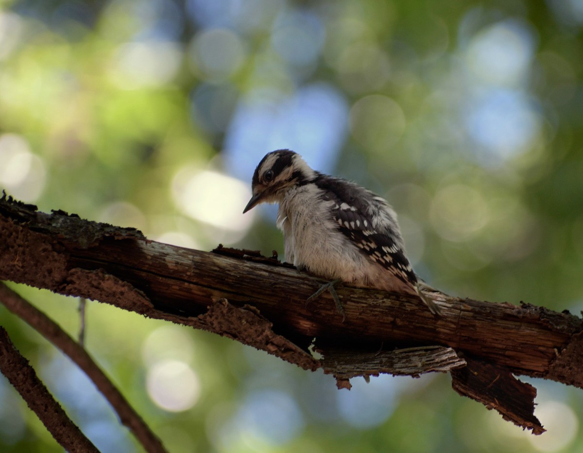 Downy Woodpecker - ML659626527