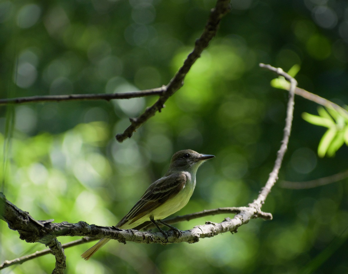Great Crested Flycatcher - ML659626532