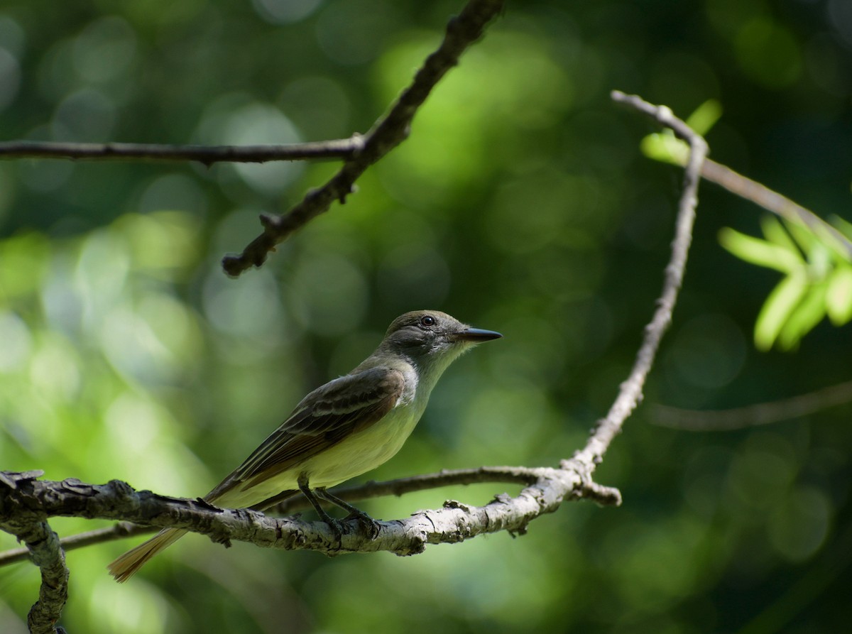 Great Crested Flycatcher - ML659626533