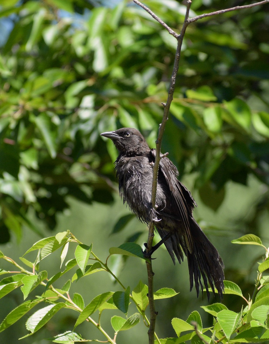 Common Grackle - ML659626557