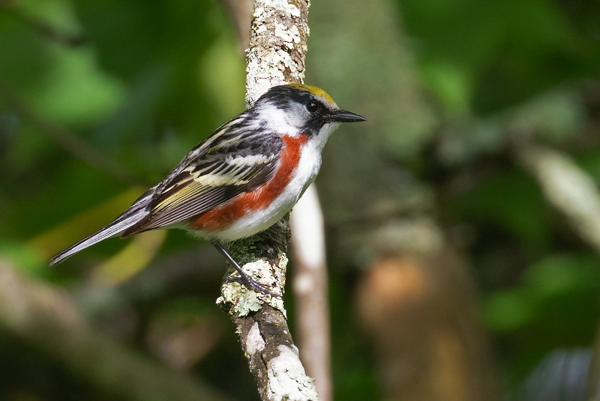 brunsideparula - ML659626638