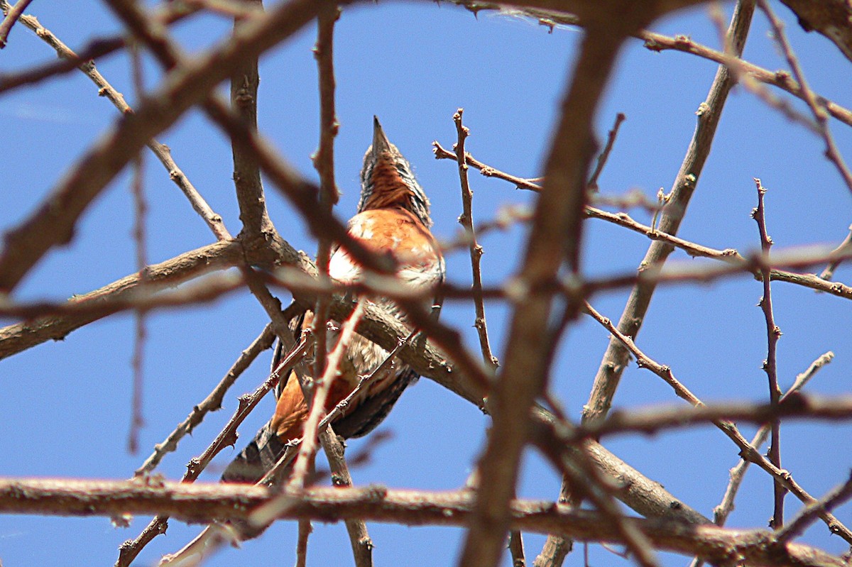 Red-throated Wryneck - ML659626795