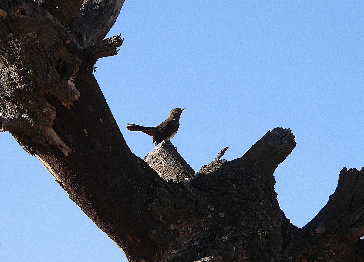 Red-throated Wryneck - ML659626796