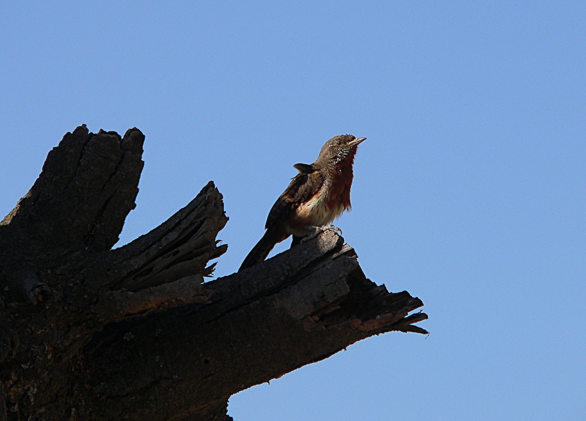 Red-throated Wryneck - ML659626797