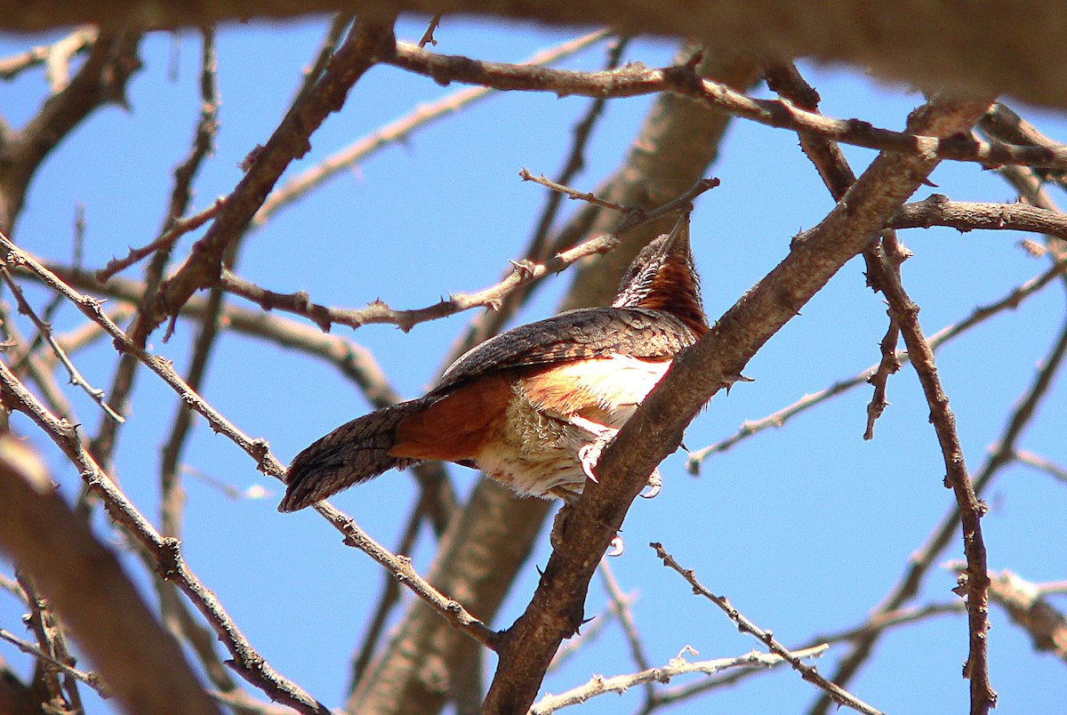 Red-throated Wryneck - ML659626798