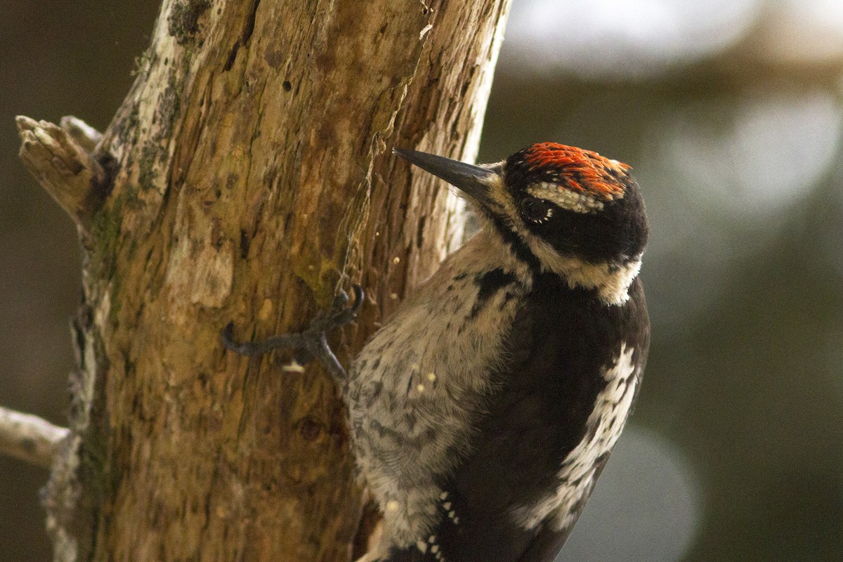 Hairy Woodpecker - ML65962741