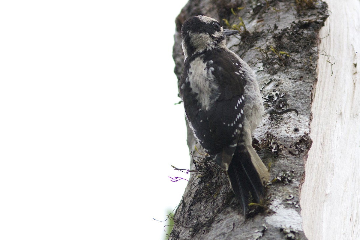 Hairy Woodpecker - ML65962811