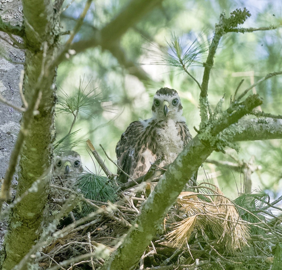 American Goshawk - ML659628202