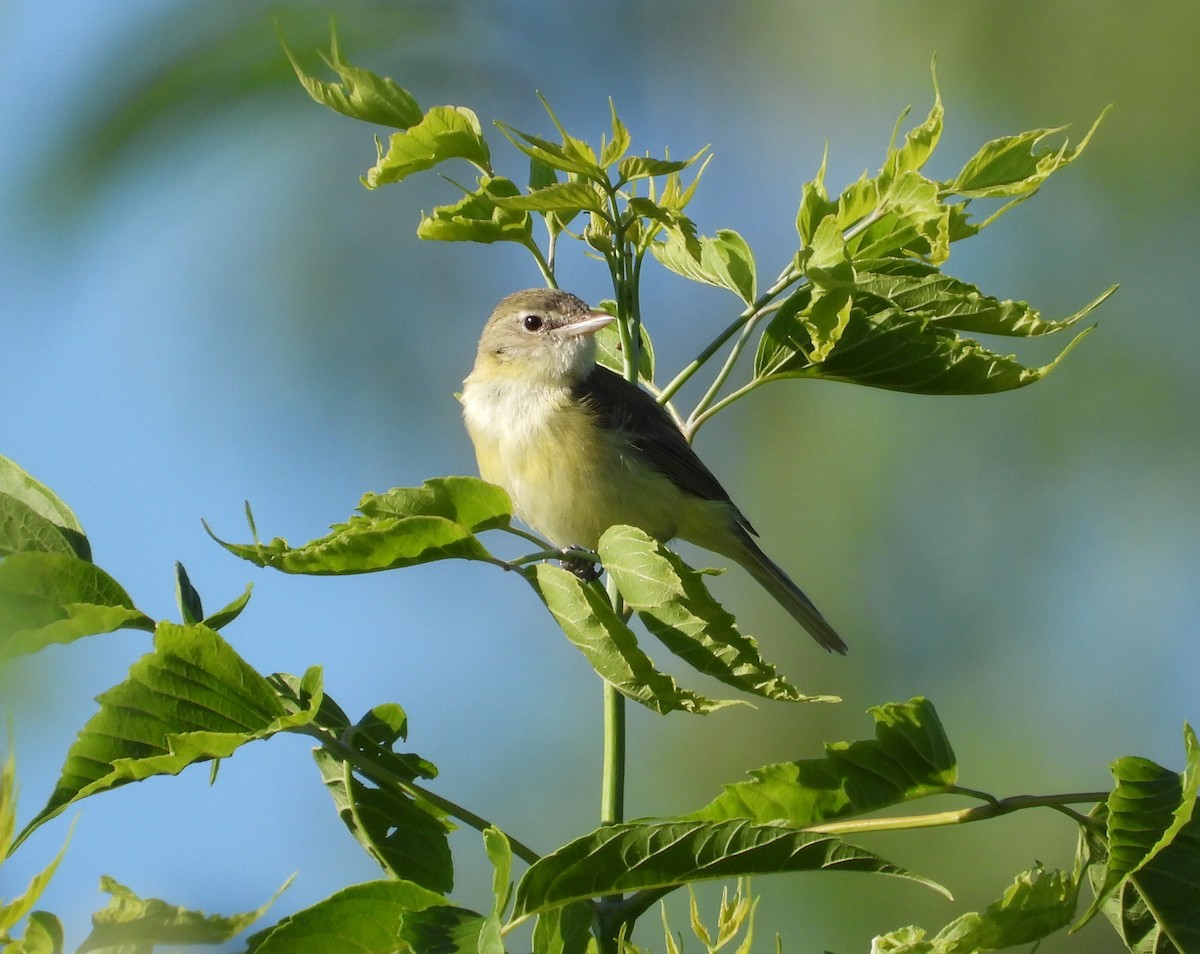 Bell's Vireo - ML659628267
