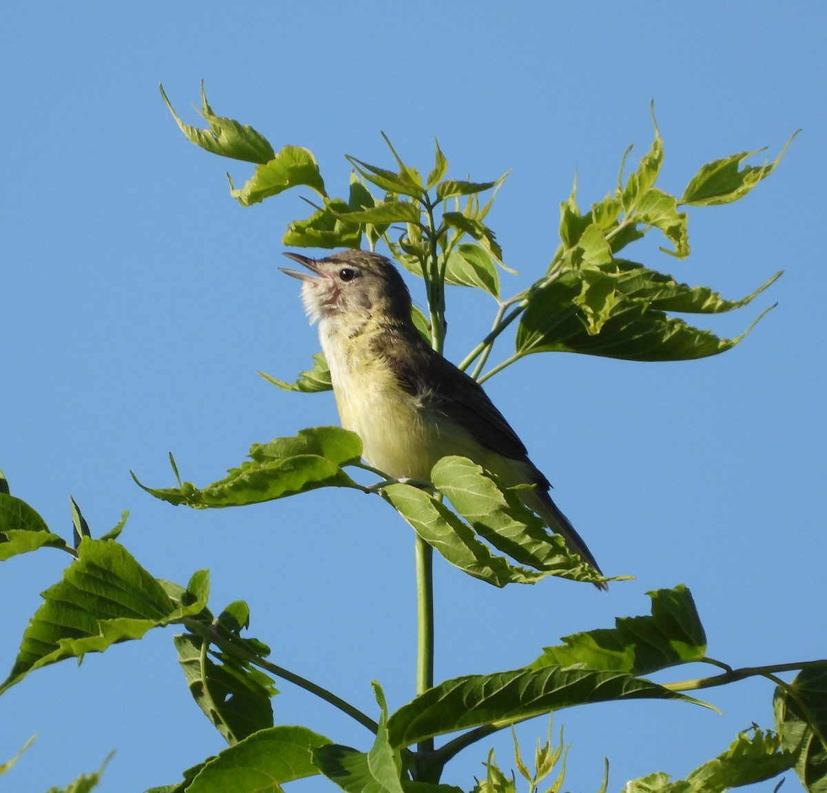 Bell's Vireo - ML659628270