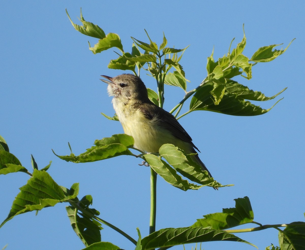 Bell's Vireo - ML659628290