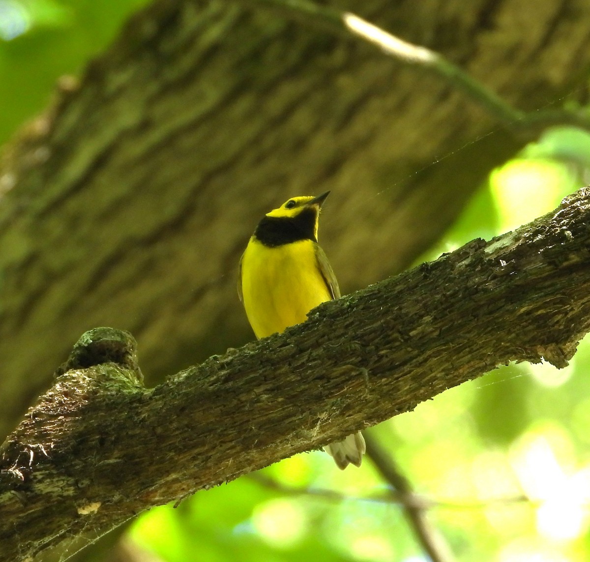 Hooded Warbler - ML659628327