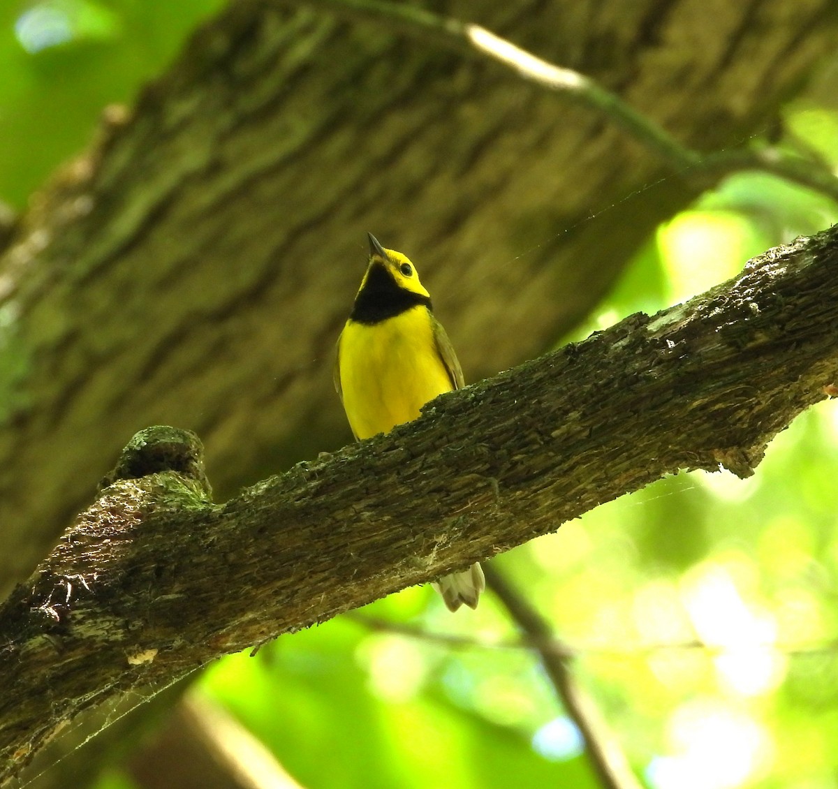 Hooded Warbler - ML659628333