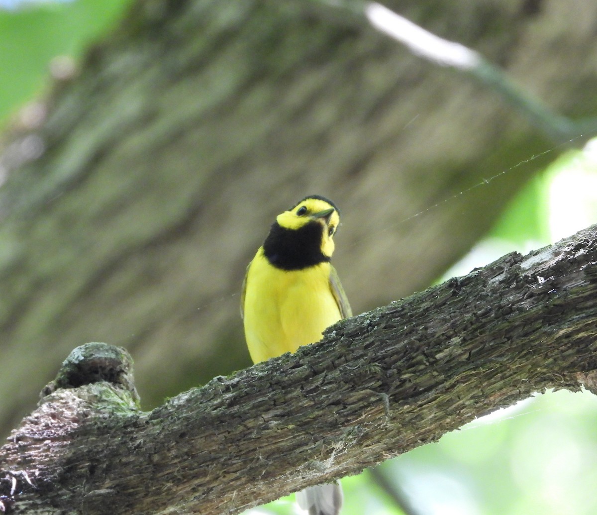 Hooded Warbler - ML659628339