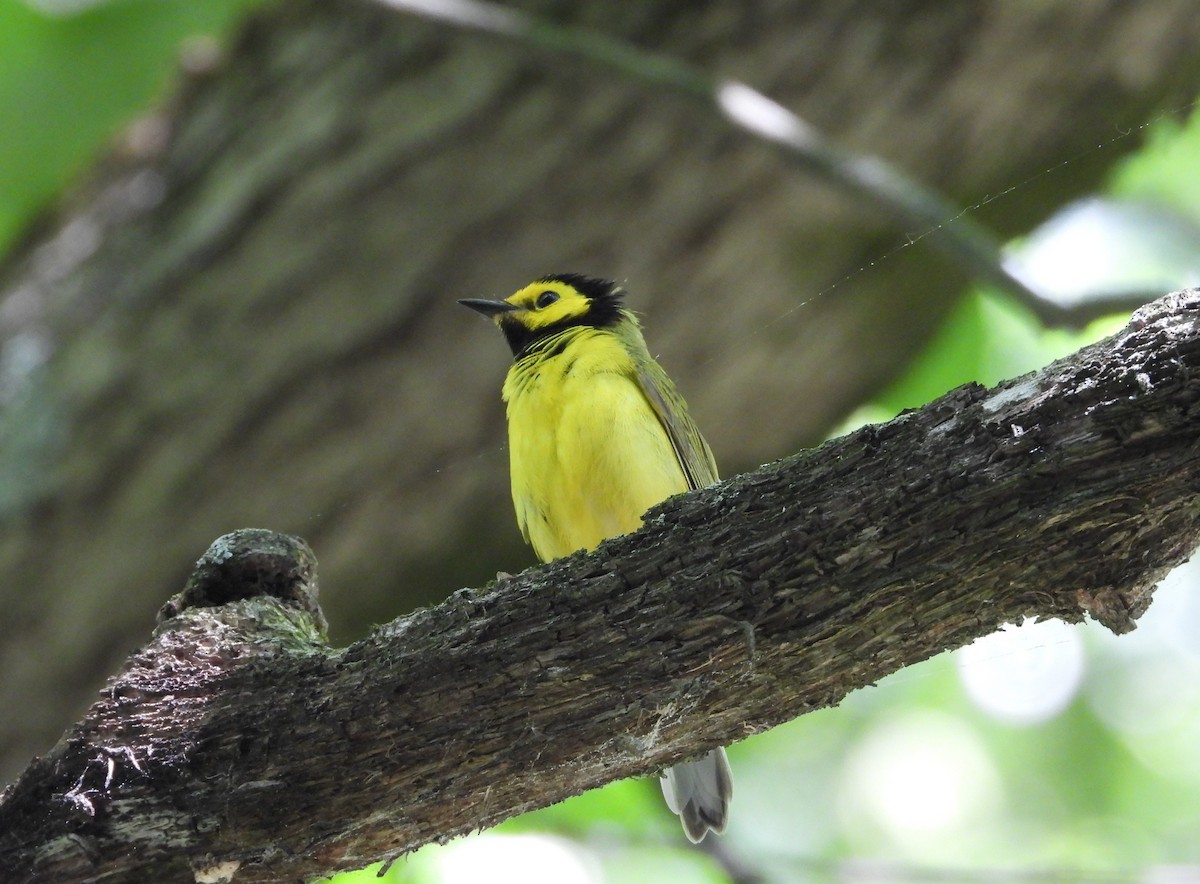 Hooded Warbler - ML659628343