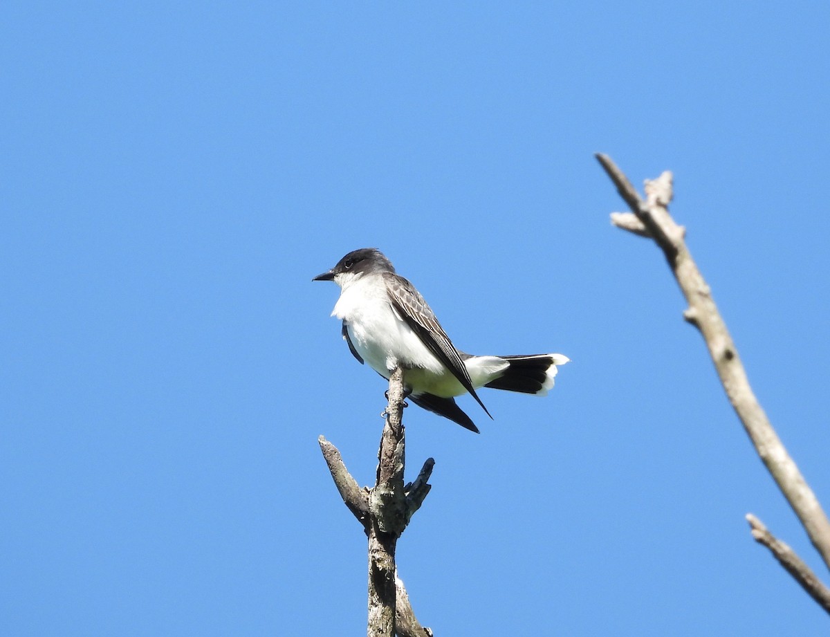 Eastern Kingbird - ML659628352