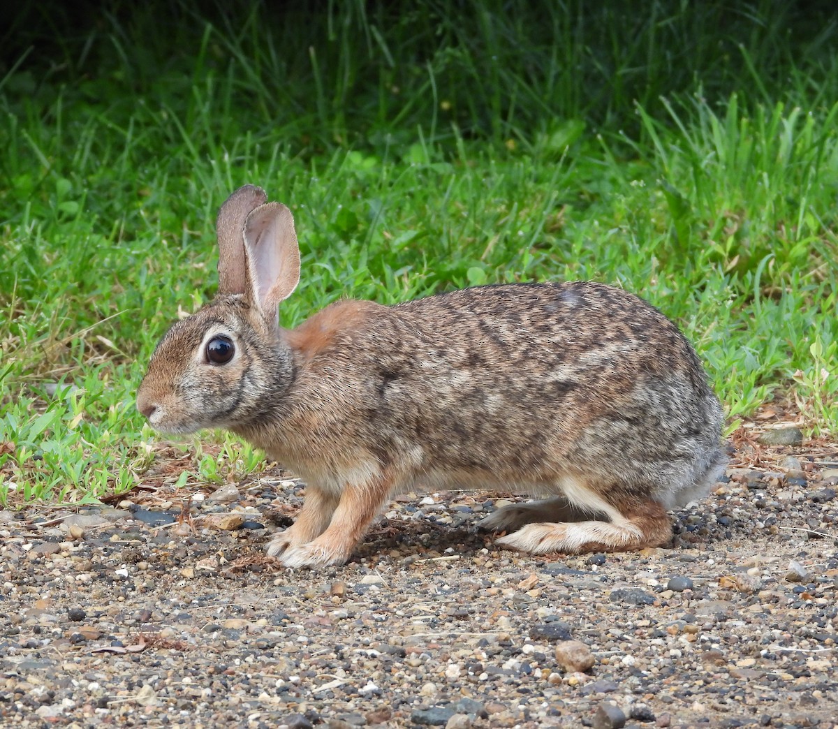 Animals - ML659628456
