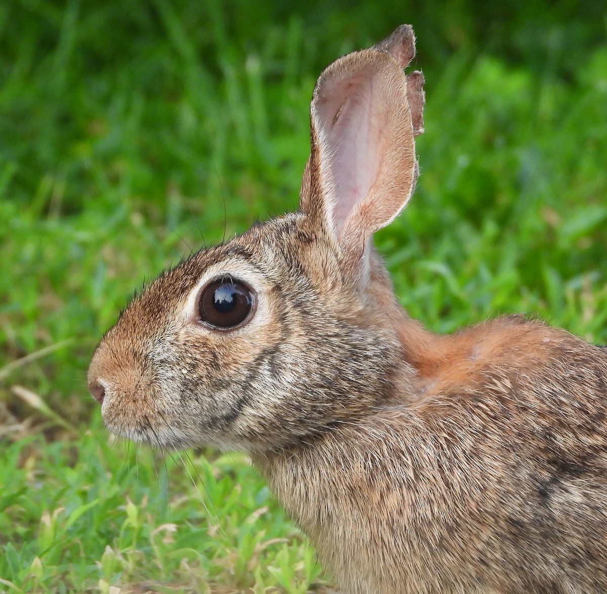 Animals - ML659628464