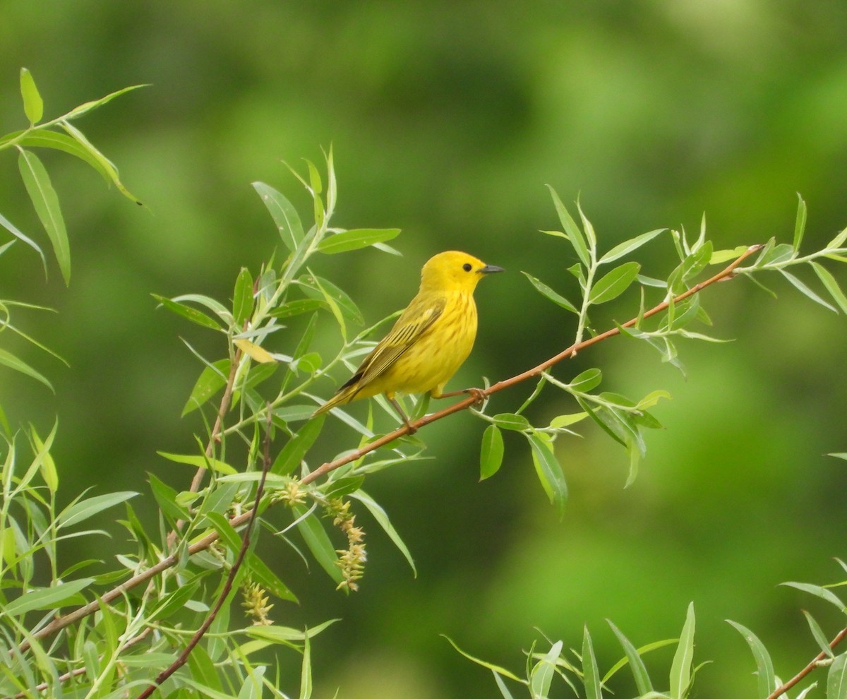 Northern Yellow Warbler - ML659628485