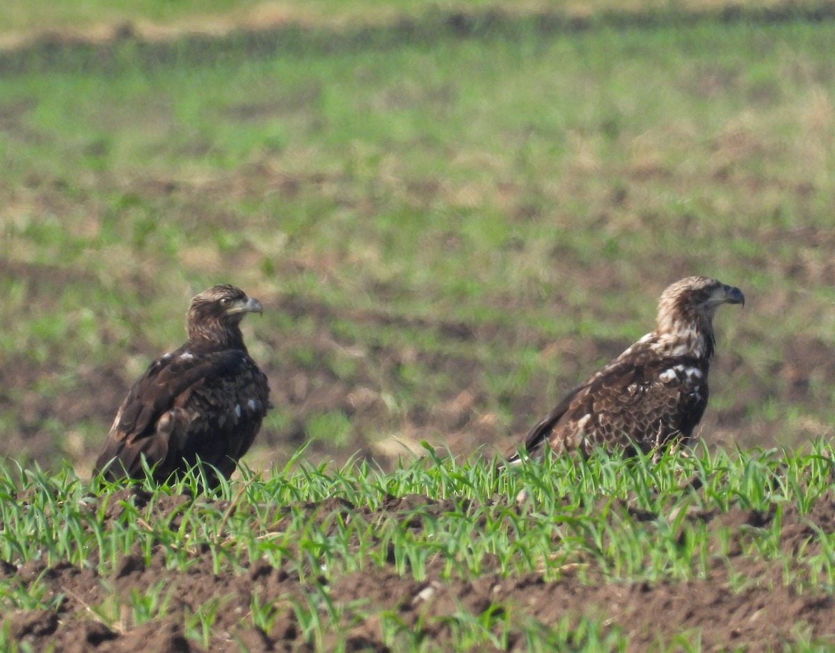 Bald Eagle - ML659628499