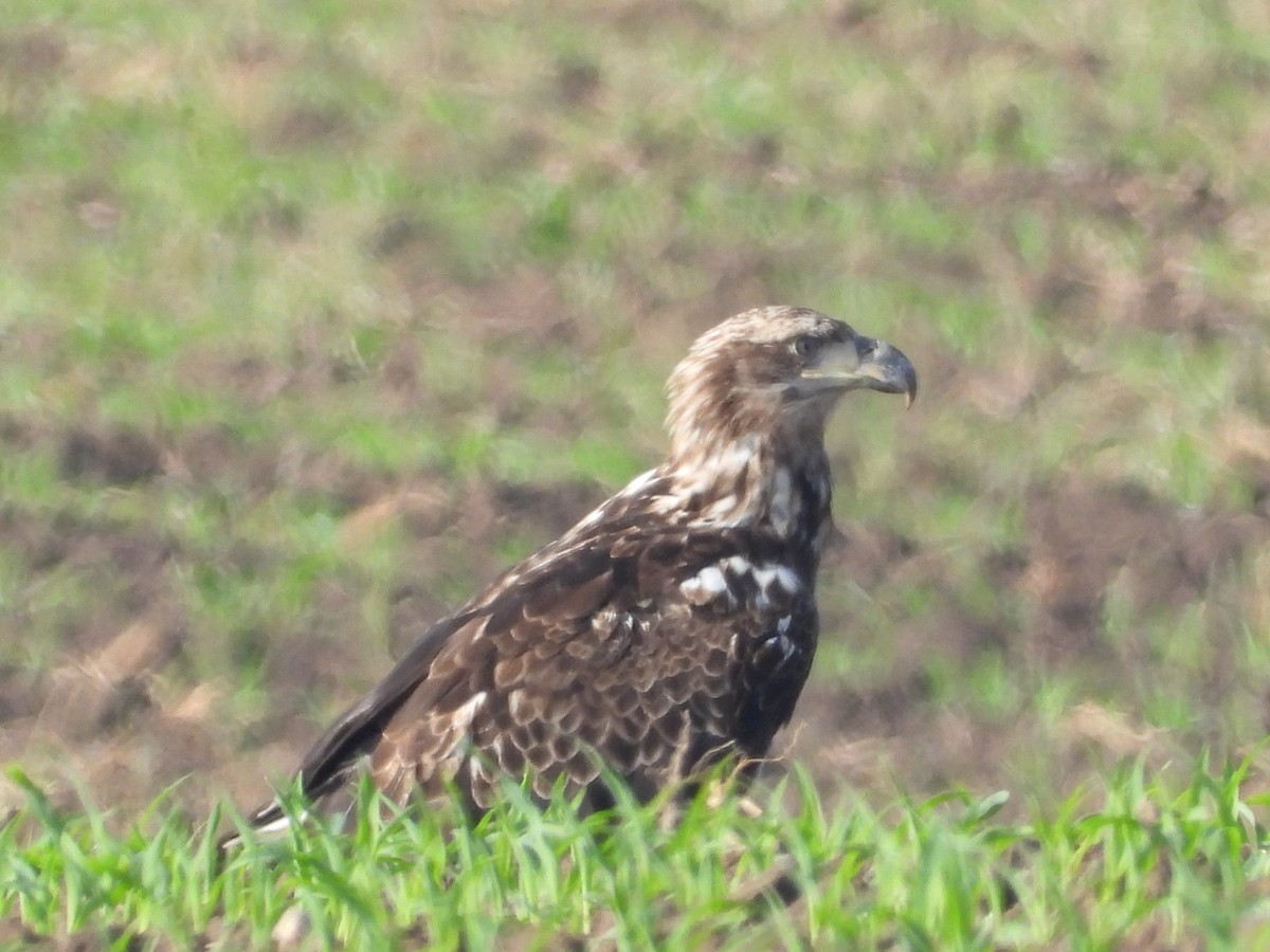 Bald Eagle - ML659628508