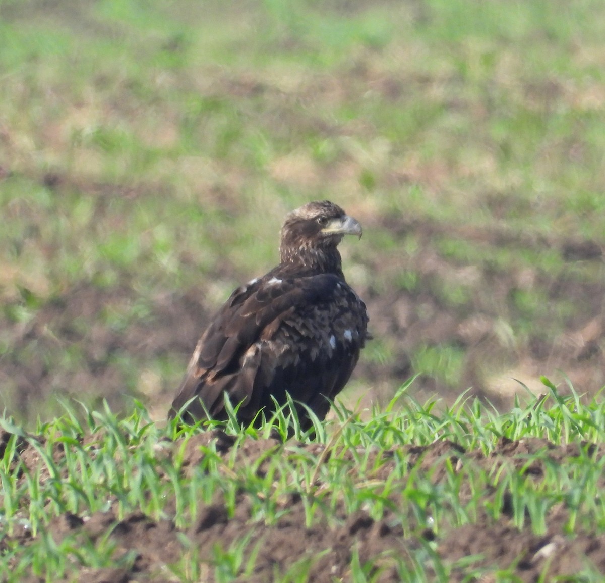 Bald Eagle - ML659628515