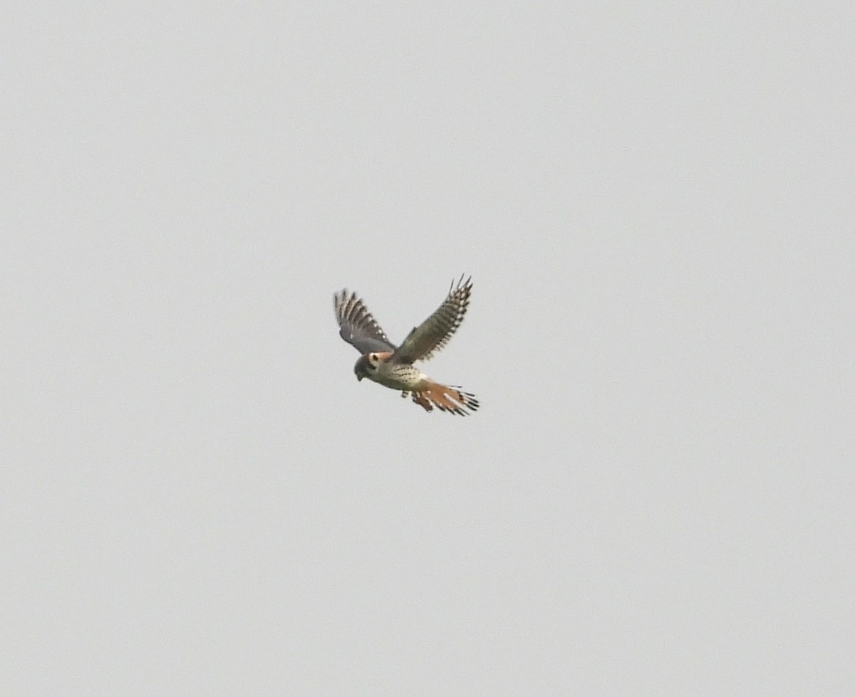 American Kestrel - ML659628544