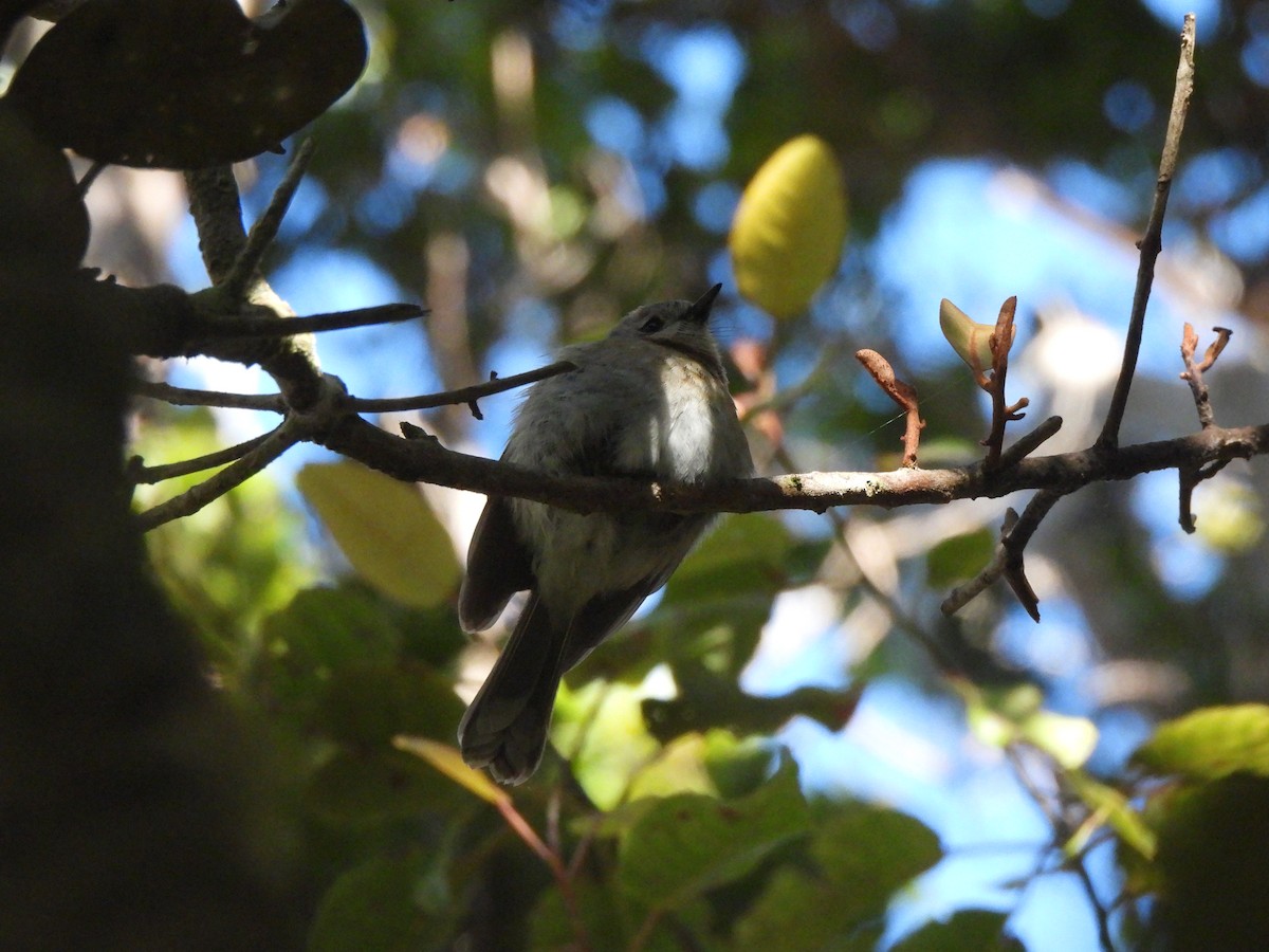 Kauai Elepaio - ML659628915