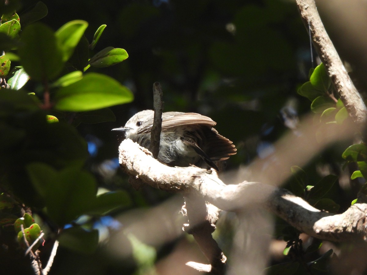 Kauai Elepaio - ML659628939