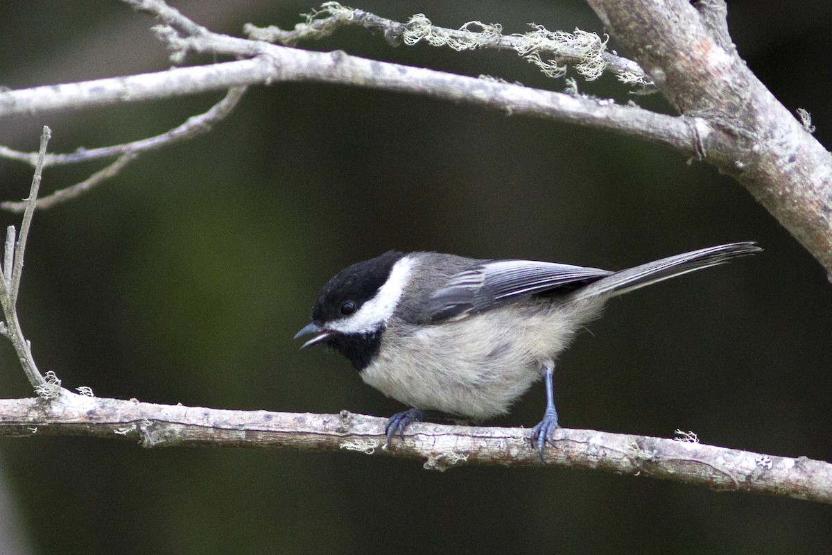 Black-capped Chickadee - ML65962911