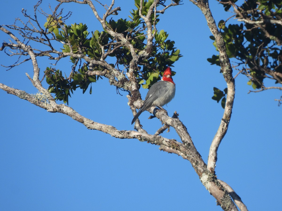 Red-crested Cardinal - ML659629170