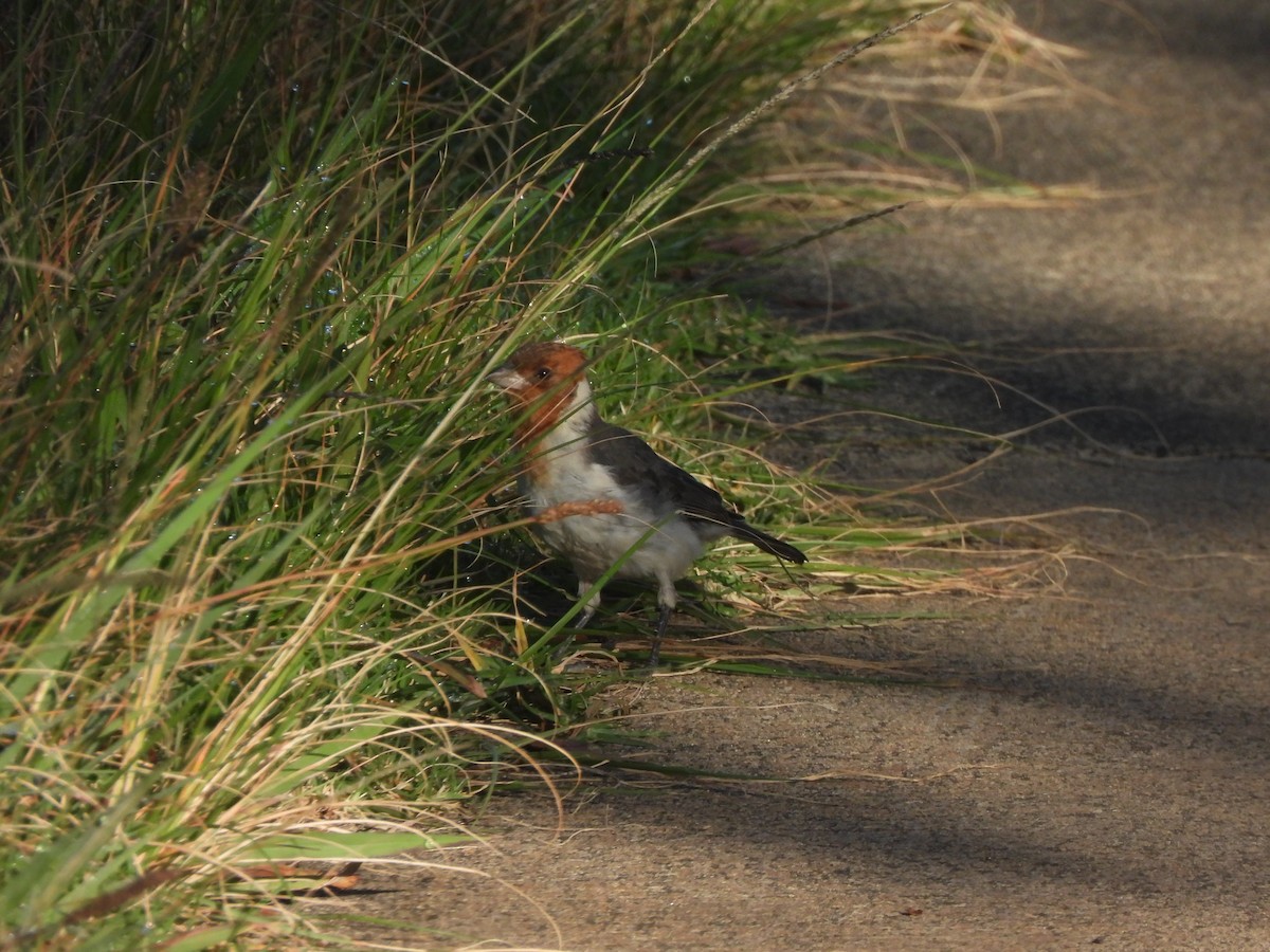 Red-crested Cardinal - ML659629176