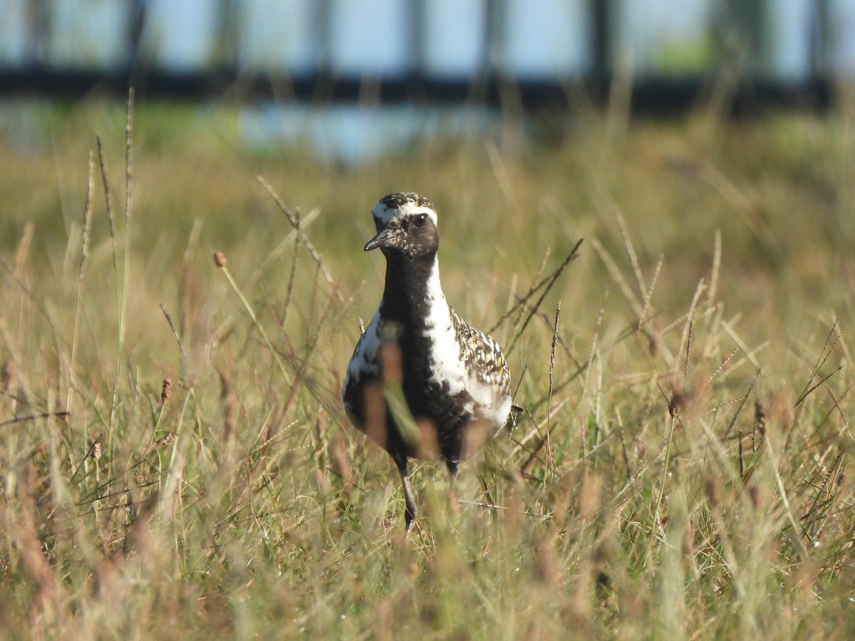 Pacific Golden-Plover - ML659629188