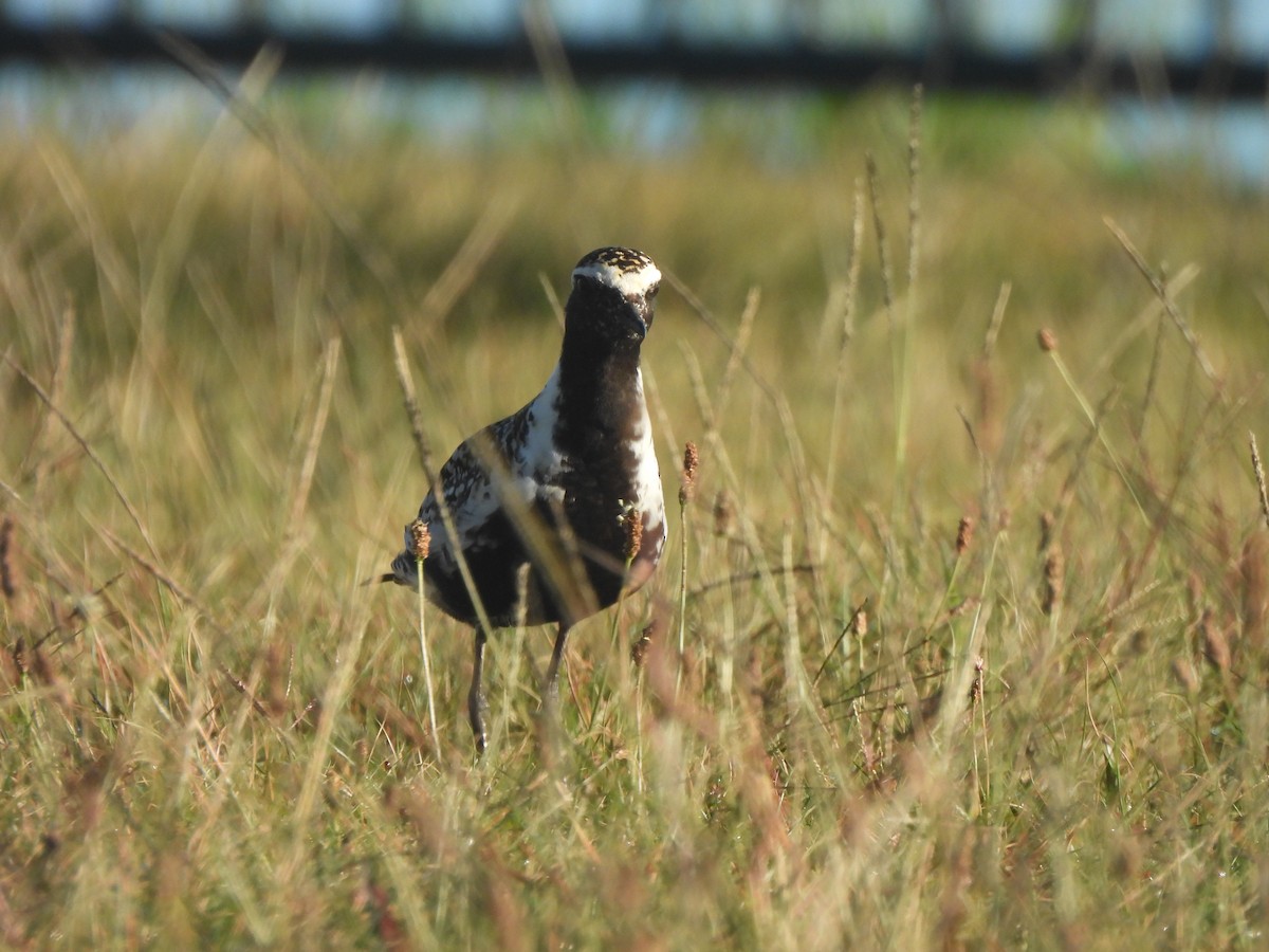 Pacific Golden-Plover - ML659629189