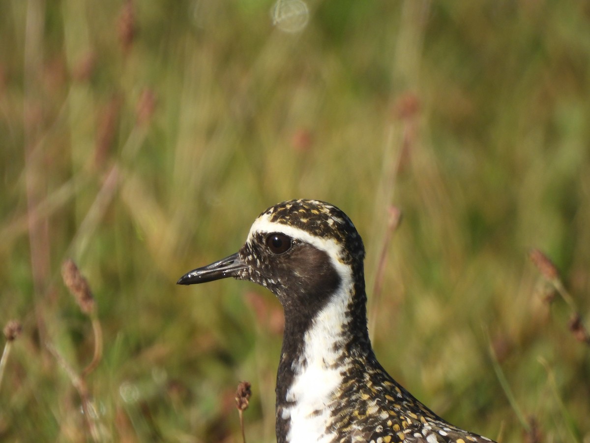 Pacific Golden-Plover - ML659629203