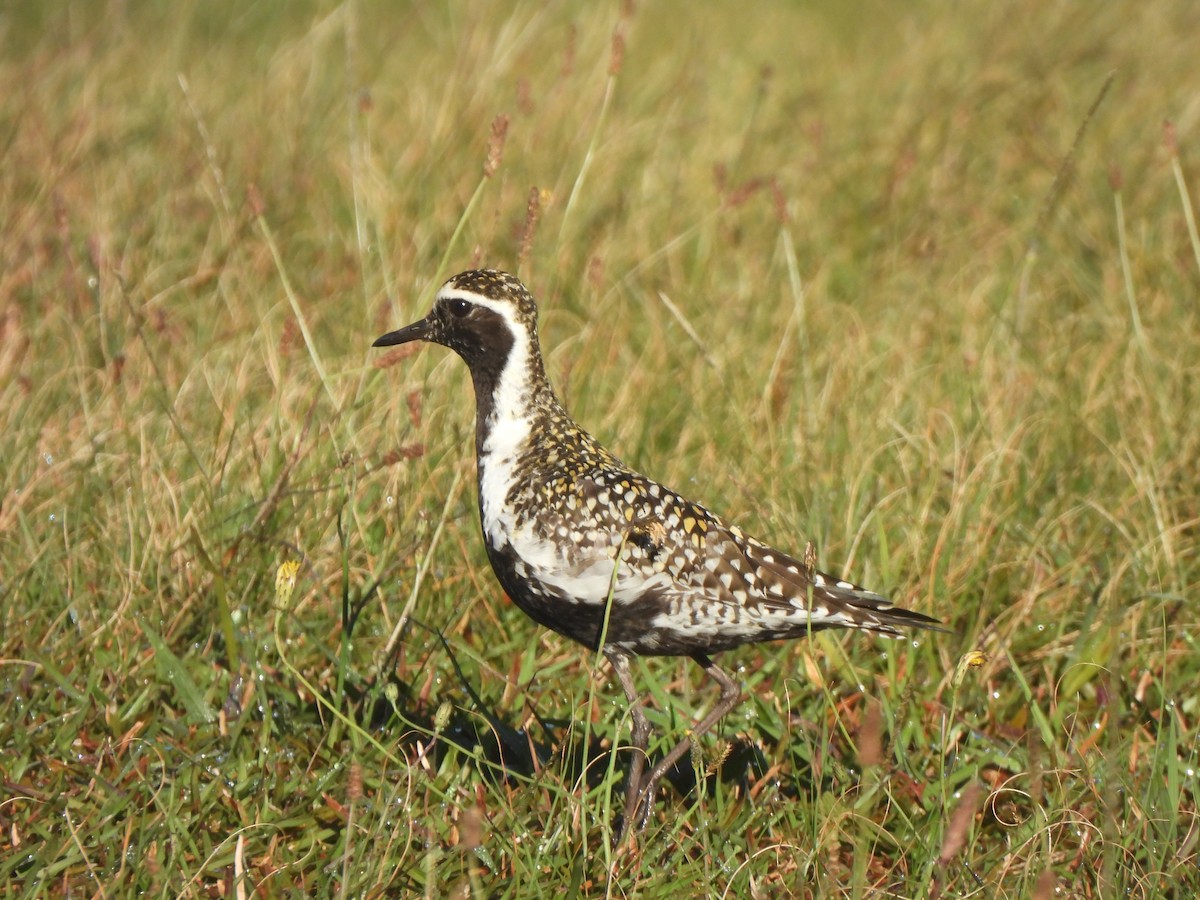Pacific Golden-Plover - ML659629207