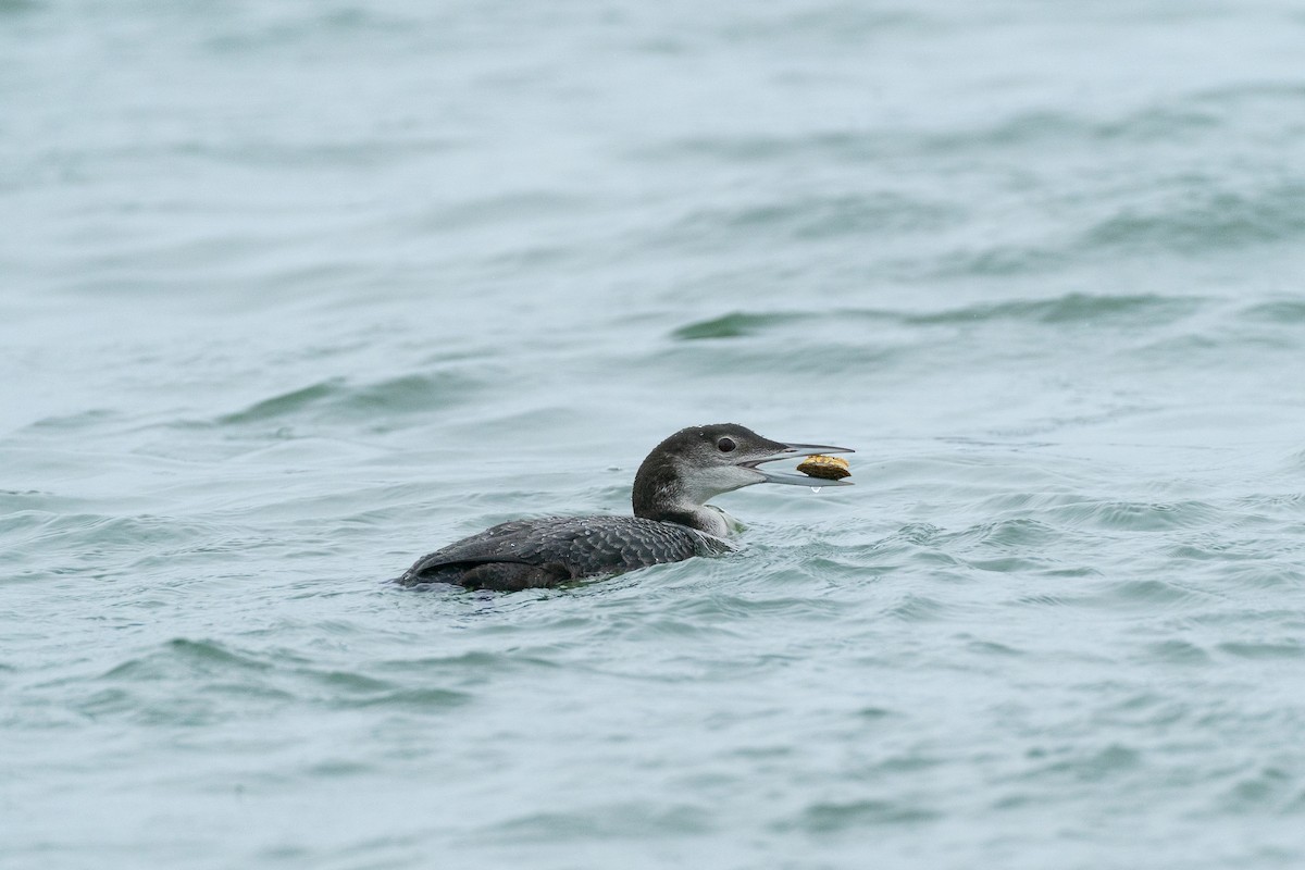 Common Loon - ML659629210