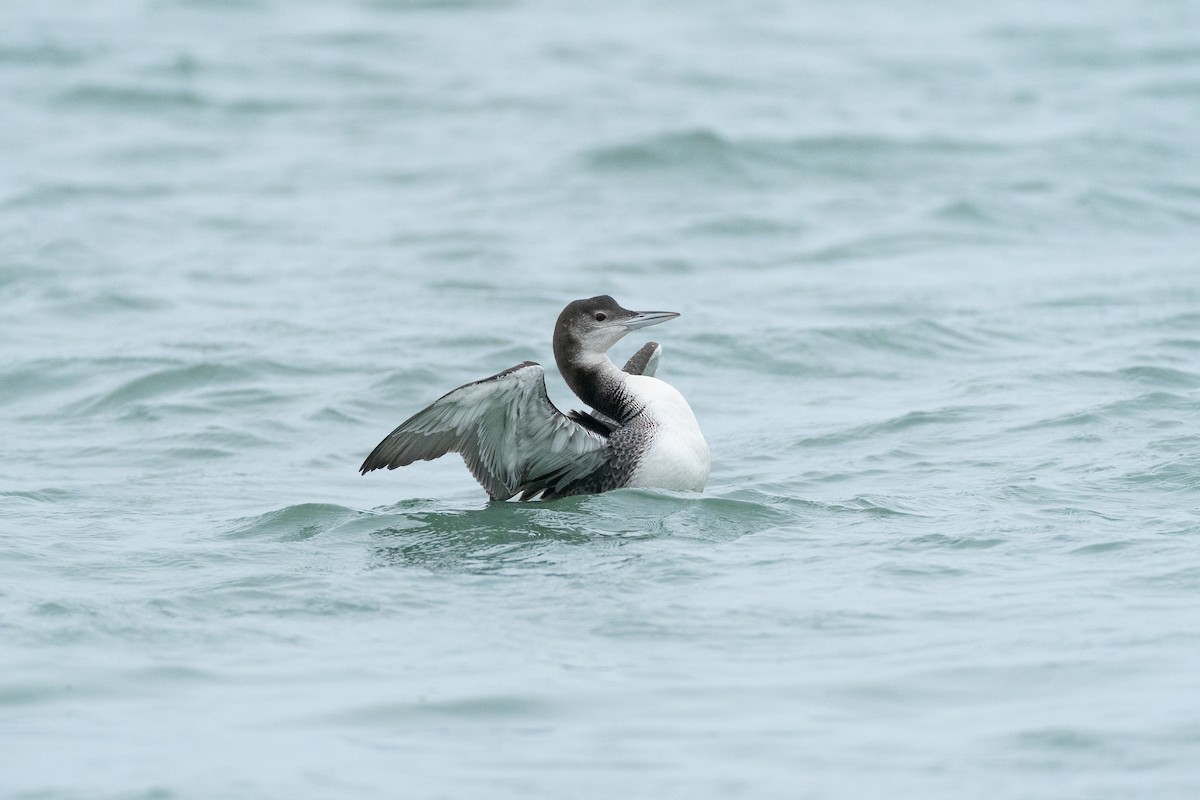 Common Loon - ML659629212