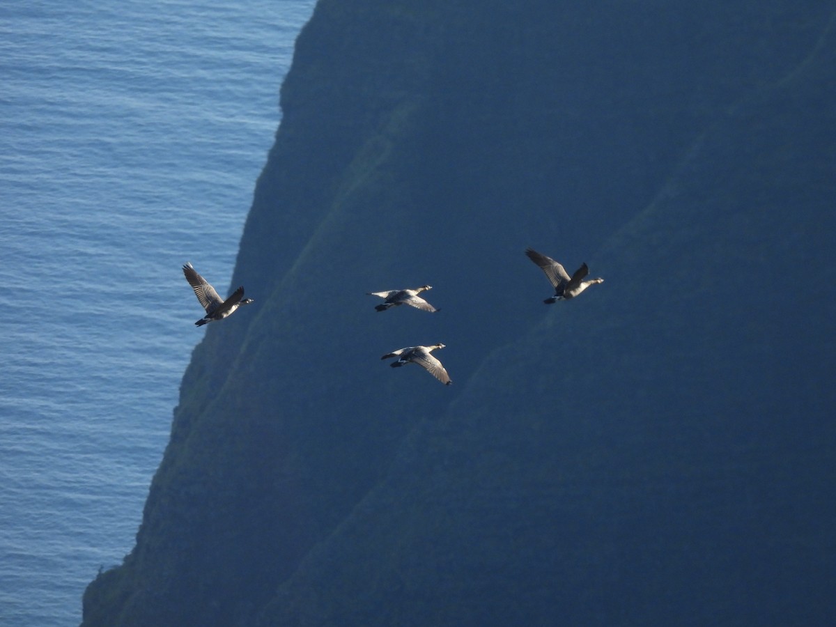 Hawaiian Goose - ML659629230
