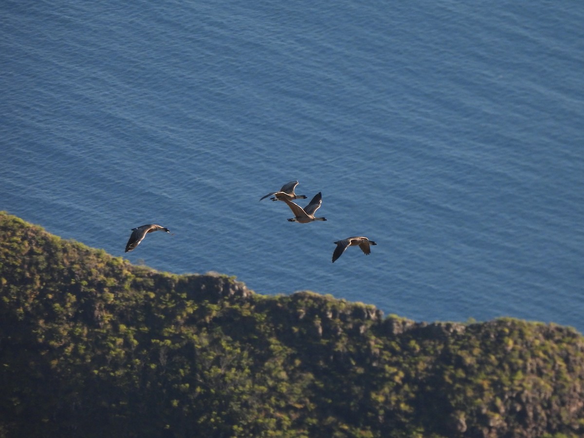 Hawaiian Goose - ML659629231