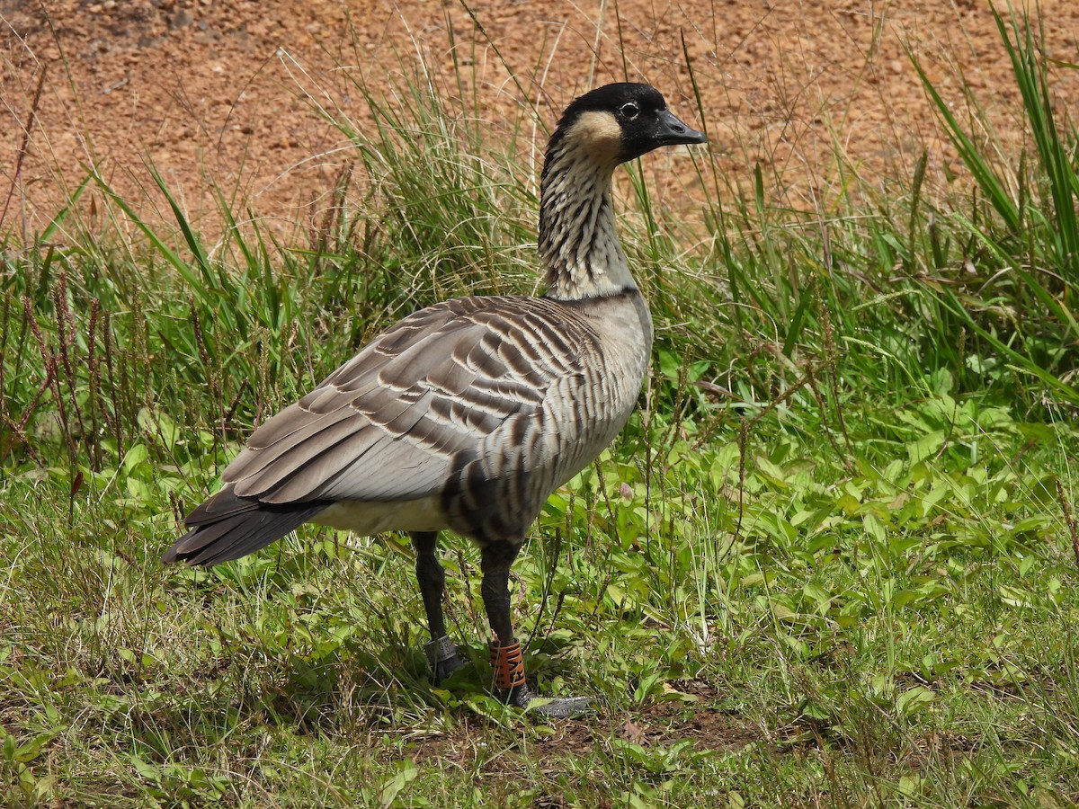 Hawaiian Goose - ML659629286