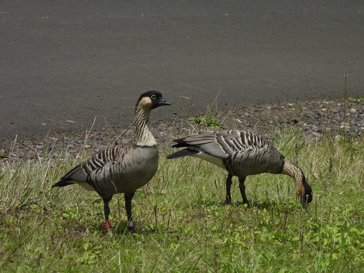 Hawaiian Goose - ML659629287