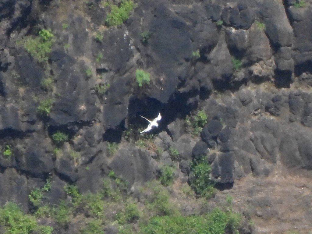White-tailed Tropicbird - ML659629307